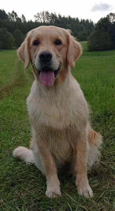 Dory de Salvia Minor Zlatý retrívr golden retriever