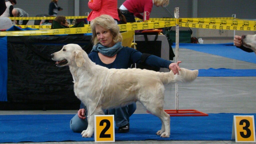 Bianca de Salvia Apiana Zlatý retrívr golden retriever