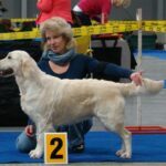 Bianca de Salvia Apiana Zlatý retrívr golden retriever