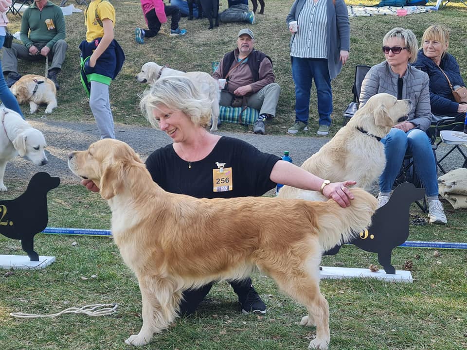 Dory de Salvia Minor Zlatý retrívr golden retriever
