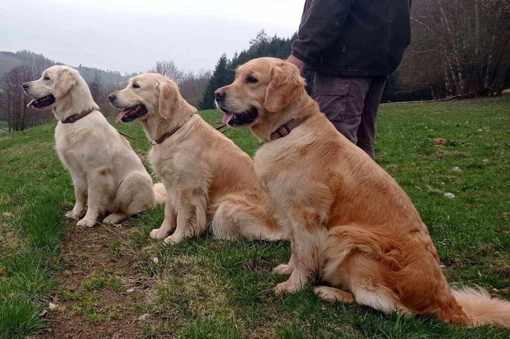 Eli, Carolin a Dory de Salvia Minor chovatelská stanice zlatých retrieverů golden retriever kennel zlatý retrívr