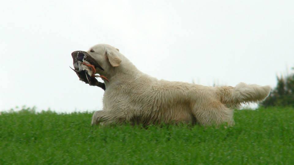 Bianca de Salvia Apiana Zlatý retrívr golden retriever