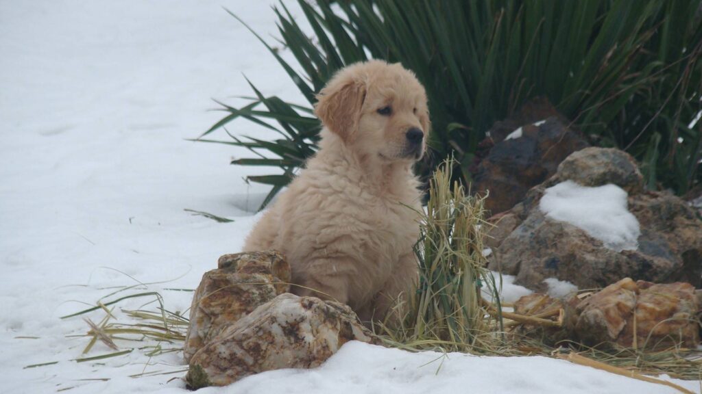 Dory de Salvia Minor Zlatý retrívr golden retriever