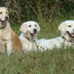 Barunka, Bianca a Collin de Salvia Minor chovatelská stanice zlatých retrieverů golden retriever kennel zlatý retrívr