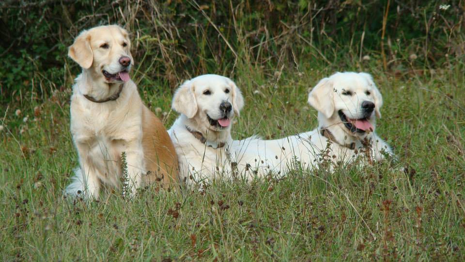 Barunka, Bianca a Collin de Salvia Minor chovatelská stanice zlatých retrieverů golden retriever kennel zlatý retrívr
