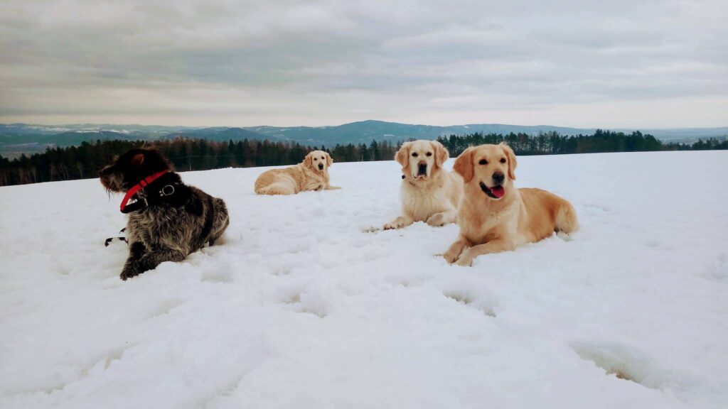 Besy, Bianca, Carolin a Dory de Salvia Minor chovatelská stanice zlatých retrieverů golden retriever kennel zlatý retrívr