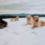 Besy, Bianca, Carolin a Dory de Salvia Minor chovatelská stanice zlatých retrieverů golden retriever kennel zlatý retrívr