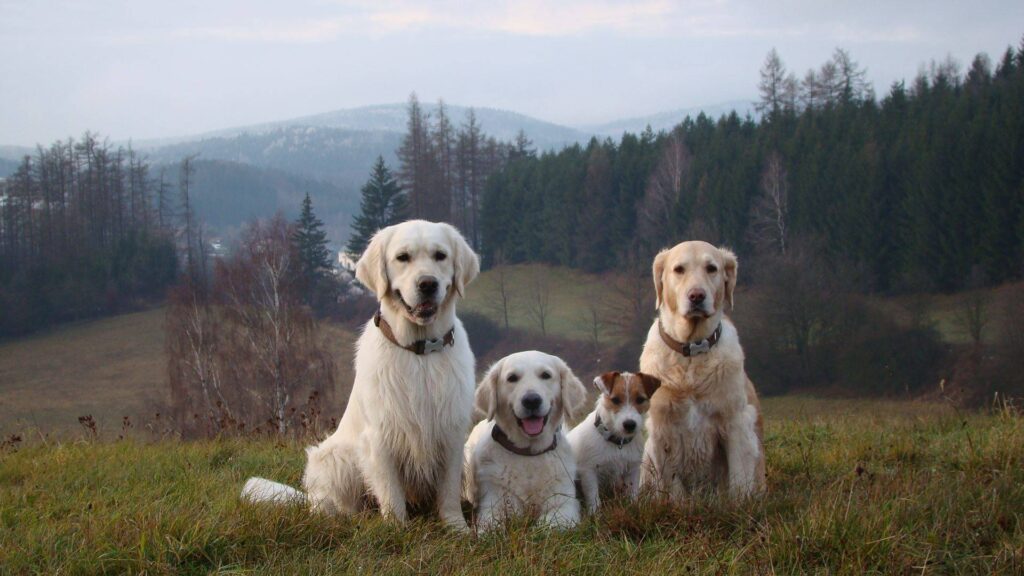 Collinek, Bibi, Fido, Baruška de Salvia Minor chovatelská stanice zlatých retrieverů golden retriever kennel zlatý retrívr