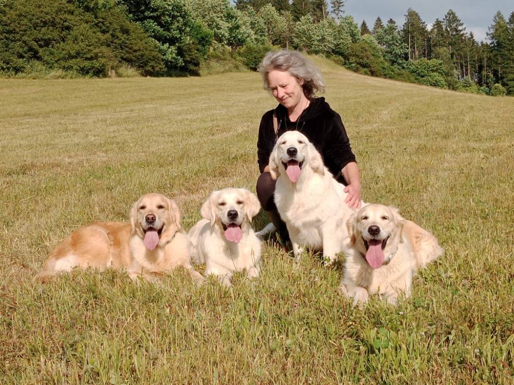 Dory, Eli, Fany a Carolin de Salvia Minor chovatelská stanice zlatých retrieverů golden retriever kennel zlatý retrívr
