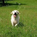 Bianca de Salvia Apiana Zlatý retrívr golden retriever