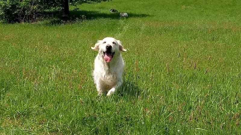 Bianca de Salvia Apiana Zlatý retrívr golden retriever