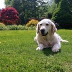 Bianca de Salvia Apiana Zlatý retrívr golden retriever