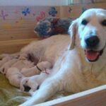 Bianca de Salvia Apiana Zlatý retrívr golden retriever