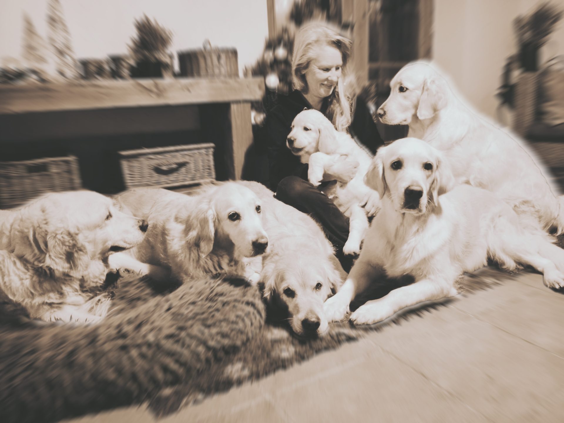 Dory, Carolin, Eli, Fany a Gery de Salvia Minor chovatelská stanice zlatých retrieverů golden retriever kennel zlatý retrívr
