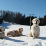 Bibi, Bary a Colli