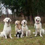 Collin, Fido, Baruška, Bibi a Humphrey