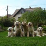 Besy, Kája, Collinek, Bára, Karolínka, Bibi