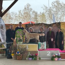 Oblastní klubová výstava KCHLS Kelč - Provodovice