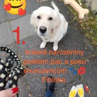 Fíbinka