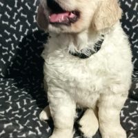 Fred